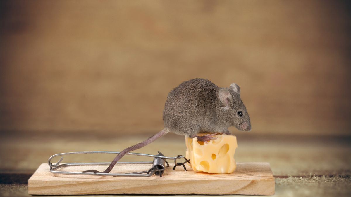 Éliminez les problèmes de souris à la maison grâce à une solution naturelle et économique recommandée par les experts en nuisibles