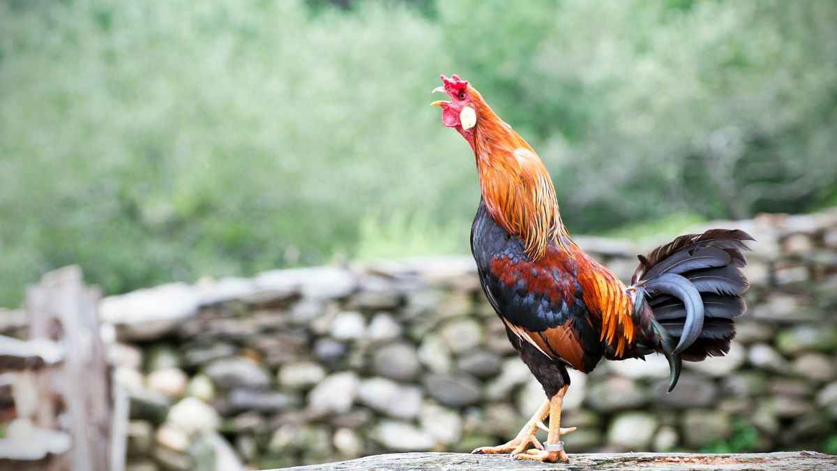 Un coq trop bruyant exaspère les voisins et contraint son propriétaire à s'en séparer