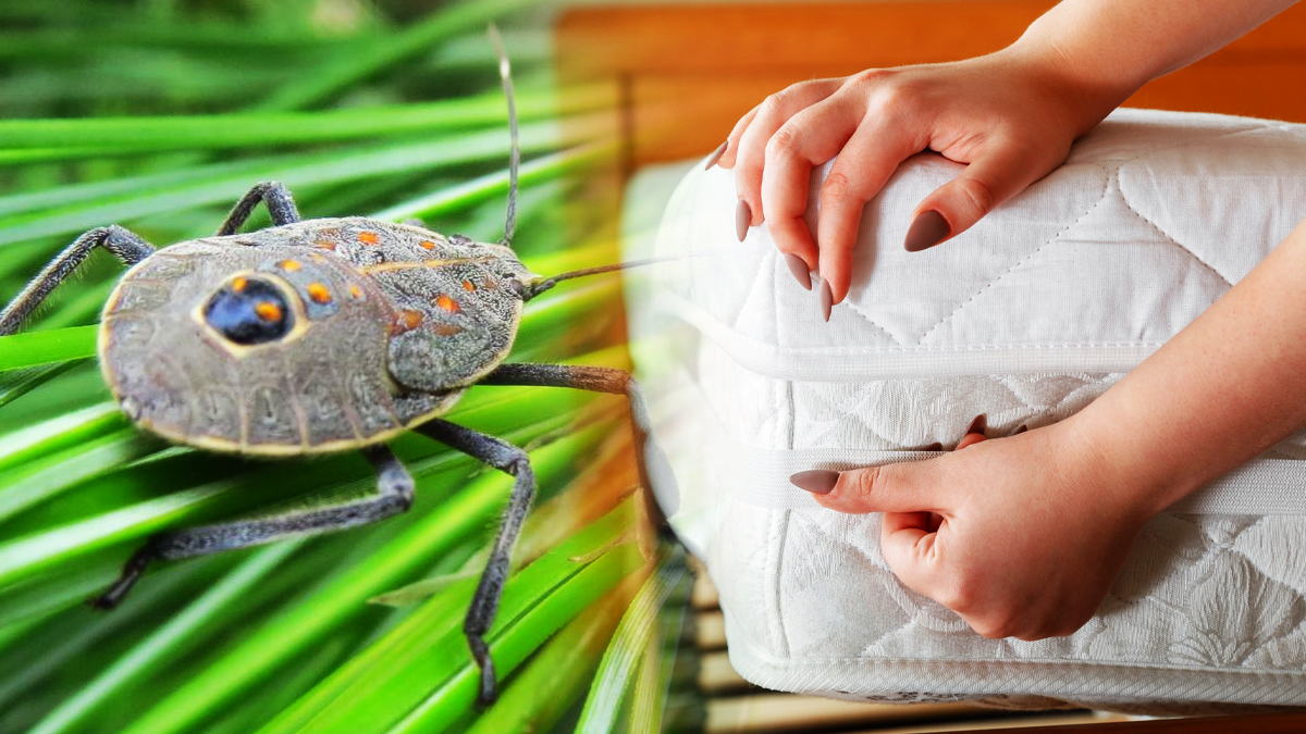 La punaise de lit tropicale : le fléau résistant aux insecticides envahit les foyers français