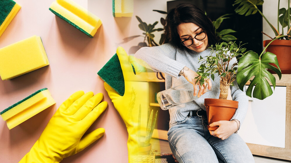 L'astuce de l'éponge pour un arrosage optimal de vos plantes d'intérieur toute l'année