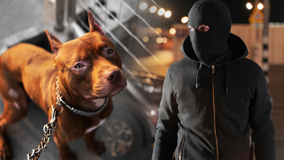 Les raisons derrière le comportement de voleur de votre chien