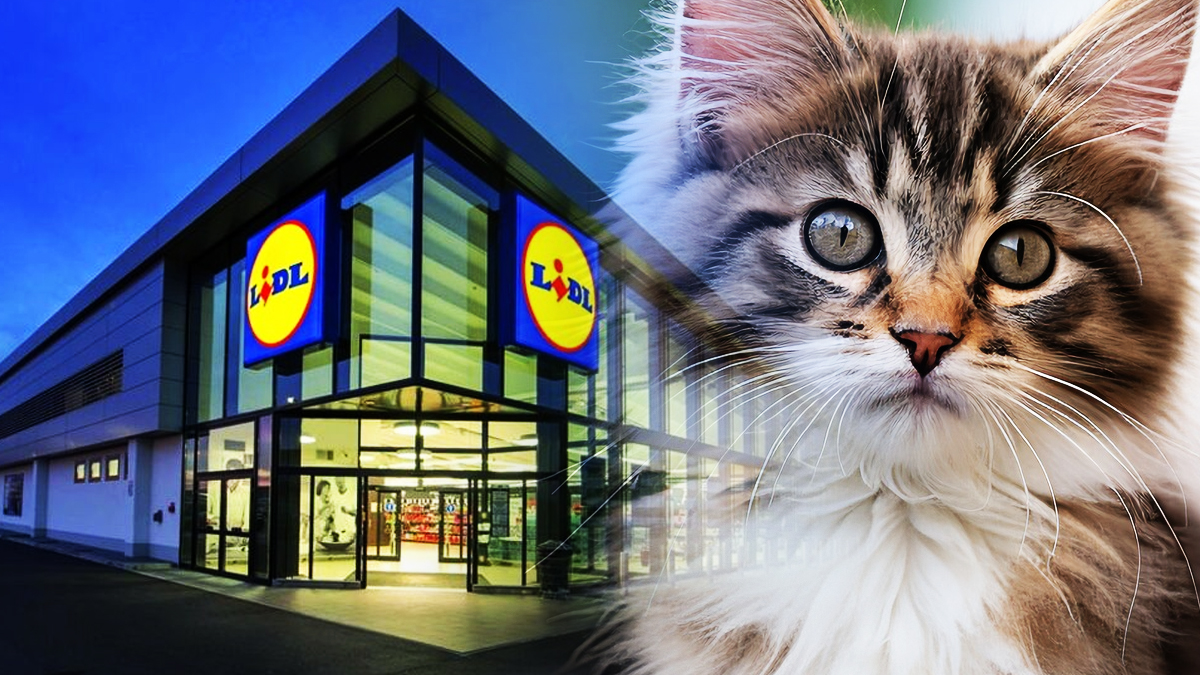 Lidl chouchoute vos animaux de compagnie avec sa gamme spéciale pour chiens et chats