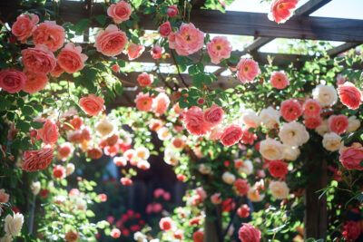 Les meilleures plantes grimpantes pour orner votre pergola en bois