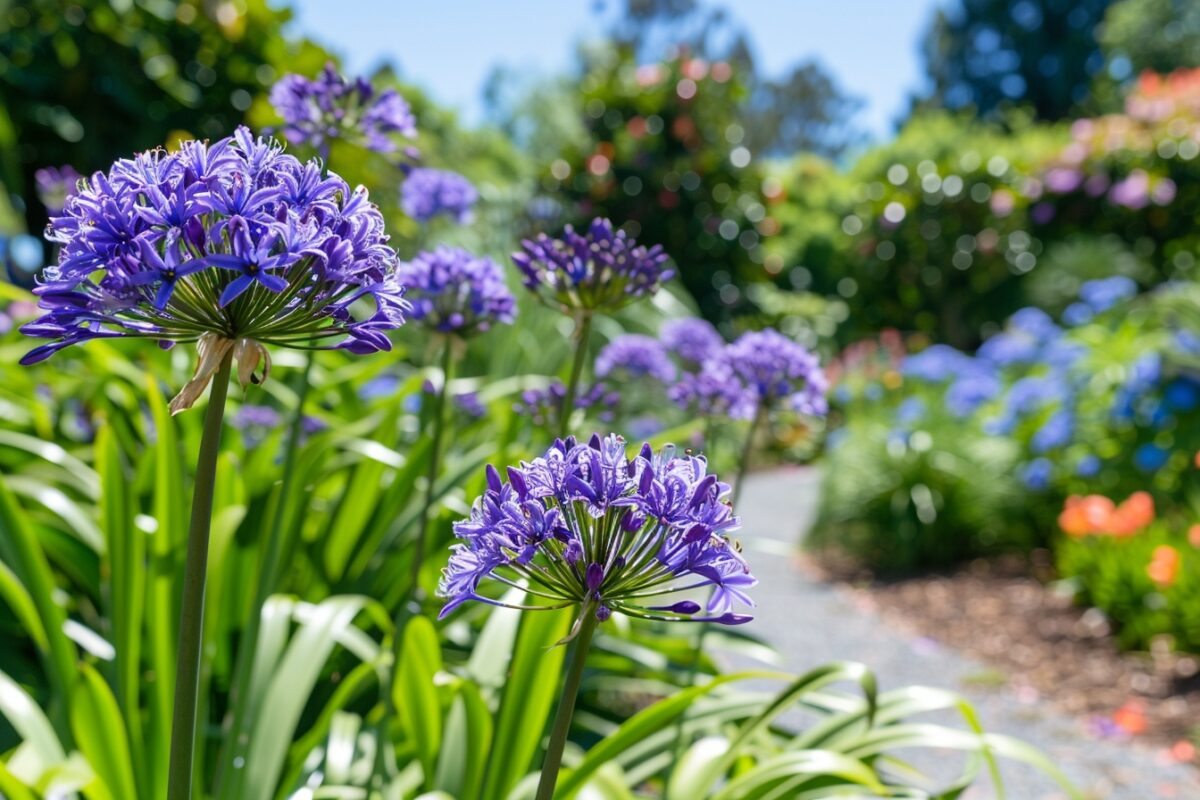 Devoilez les secrets du jardinage : faut-il vraiment tailler vos agapanthes en avril ?