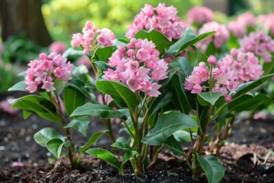 ces secrets pour garder votre laurier rose florissant toute l'année : suivez ce guide détaillé