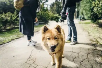 Expert du Chien : le blog canin pour les propriétaires et passionnés