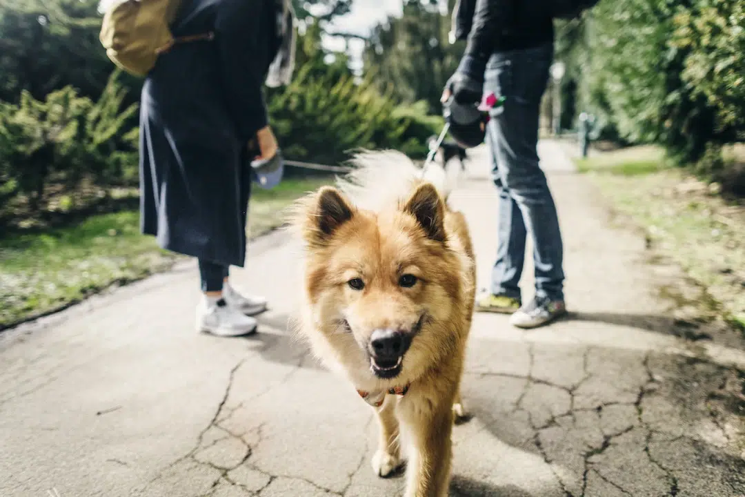 Expert du Chien : le blog canin pour les propriétaires et passionnés