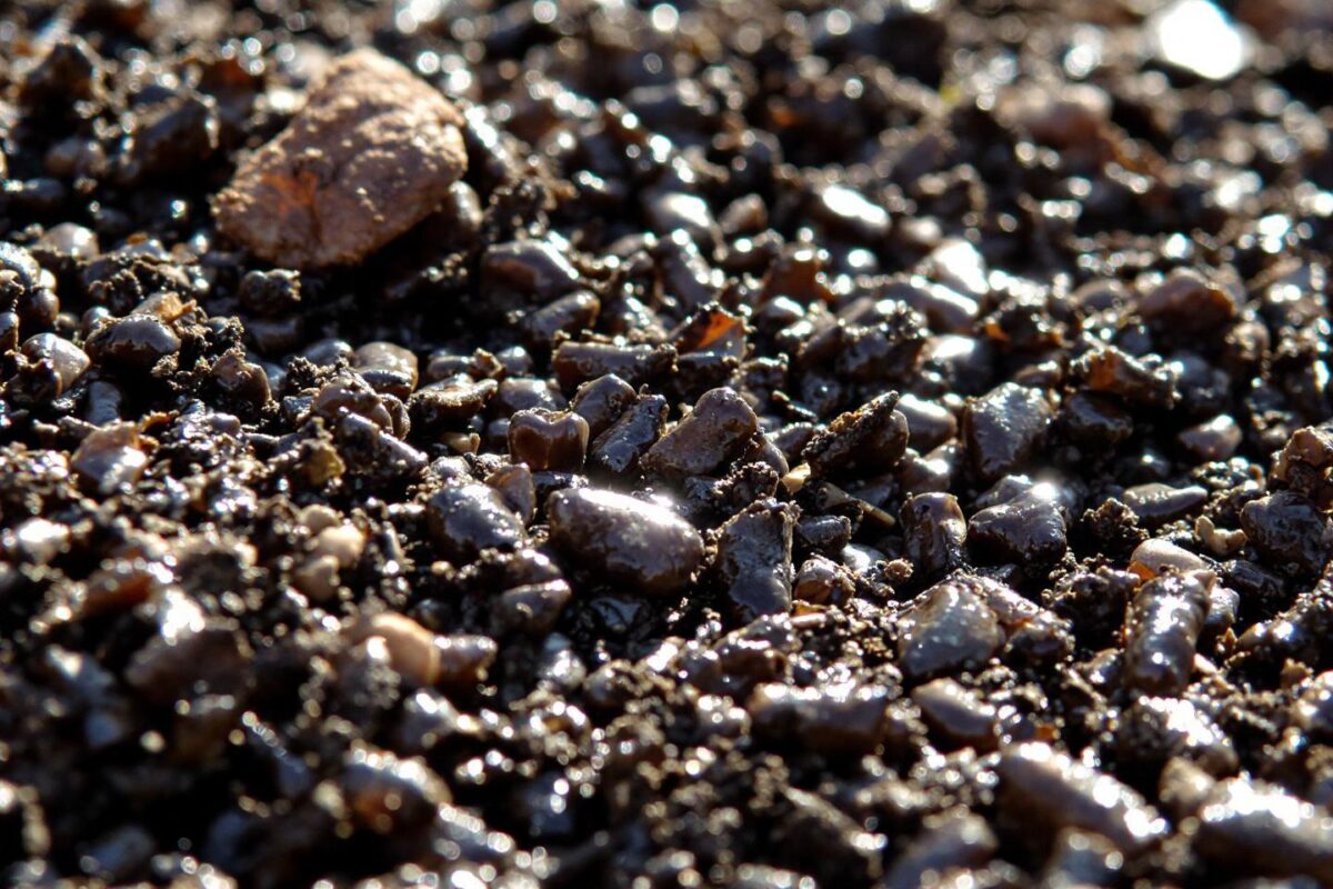 Crottes d’animaux nocturnes : identifier renard, blaireau, fouine