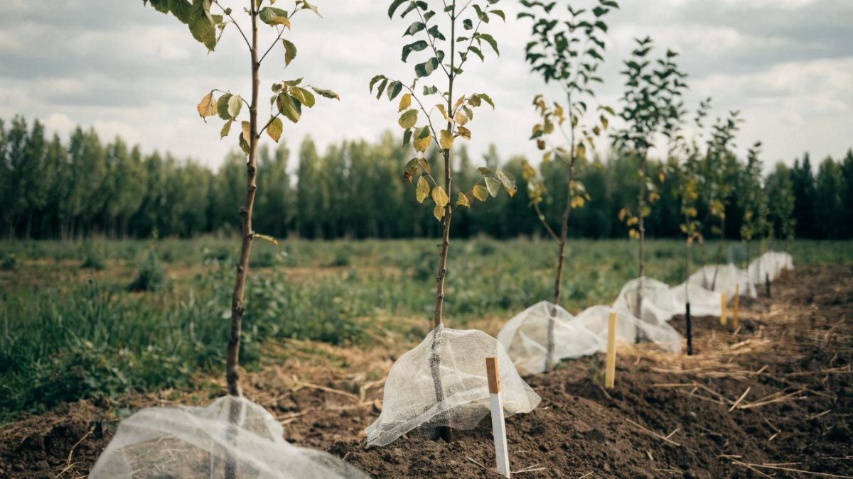 Arbres génétiquement modifiés : le peuplier transgénique, un pari sur des siècles