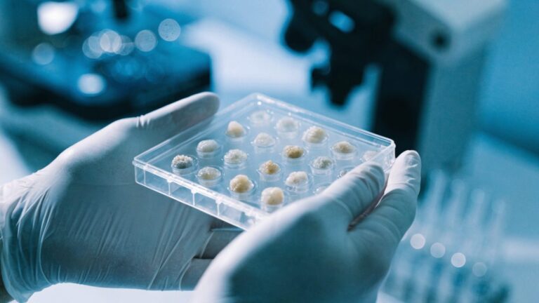 La maladie dans une boîte de Petri : comment les organoïdes transforment la recherche médicale