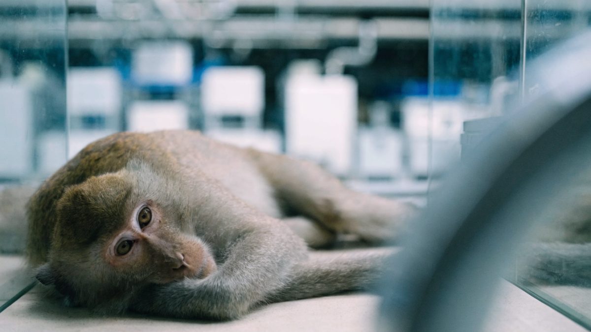 Singes fluorescents, primates CRISPR : où finit la science, où commence l'instrumentalisation du vivant ?